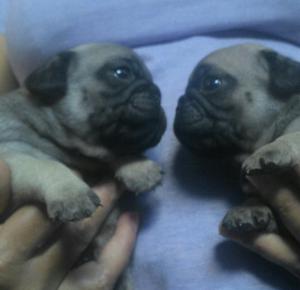 Pug Cachorras