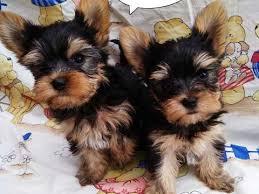 Purebreed Teacup Yorkie Puppies for sale