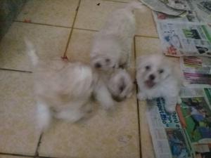 Remato cachorritos Siht tzu por viaje urgente