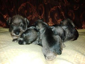 Schnauzer Miniatura Sal Y Pimienta