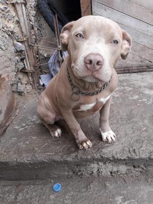 Se Vende Perrita Fuccion Bully de Ojos V