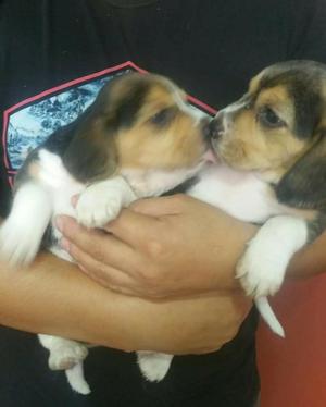 Vendo Hermosos Beagle