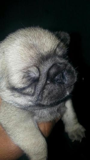 Venta Pug Carlino Ñatito...enanitos