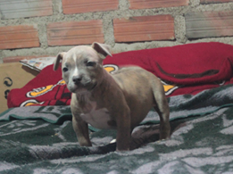 cachorra disponible 2 meses