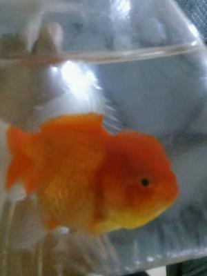 peces goldfish oranda fullcap rojos de 10 a 11 cm = 38 soles