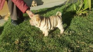 sharpei cachorros