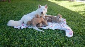 AKITA CACHORROS Y CACHORRITAS