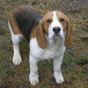 Beagle de 9 Meses Hembra