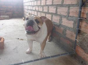 Bulldog Ingles