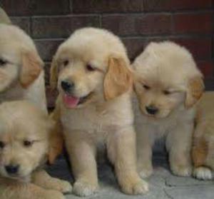Cachorritos Golden Retriever