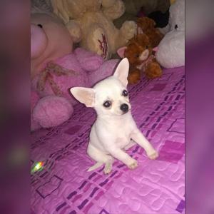 Cachorro chihuahua toy