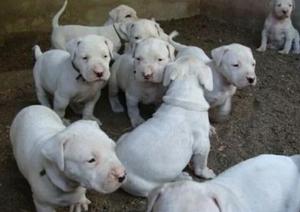 Cachorros Dogo Argentino