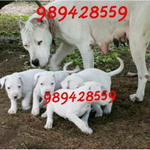 Cachorros Dogo Argentino