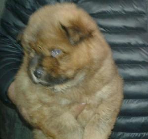 Chow Chow