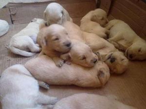 GOLDEN CACHORRITOS 600 SOLES