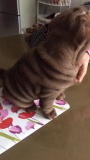 Hermosas Cachorritas Sharpei