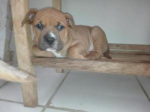 Hermoso American Bully en Venta