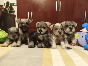 Lindos Schnauzer