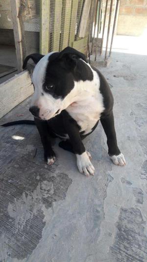 PERRO PITBULL DE 5 MESES SOLO FALTA 1 VACUNA PARA COMPLETAR