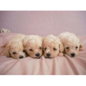 Poodles caniches toy bellos y hermozos cachorros
