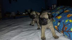 Pug 5