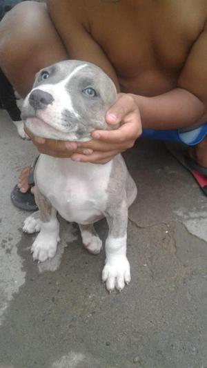 Se Vende Pitbul Bully 250