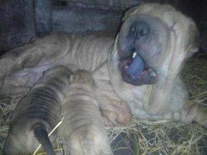 Sharpei Hermoso shar pei