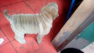 Vendo Cachorritas Sharpei