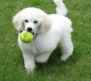 Vendo Hermosa Parejista Poodle, 4 Meses