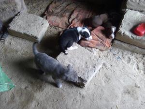 Venta de Cachorros Pitbull