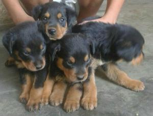 Venta de Cachorros Rottweiler