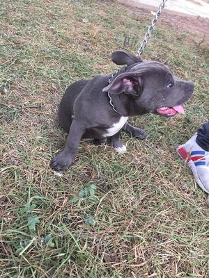 cachorros american bully azul