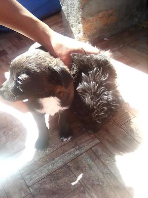 en Adopción Lindos Cachorros