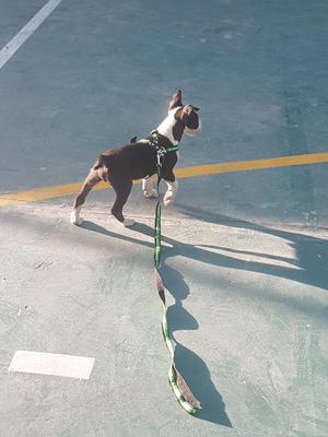 Bull Terrier Negro