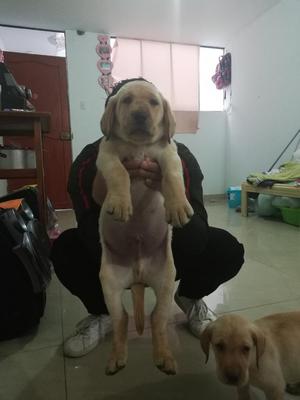 Hermoso Cachorro Labrador Macho 100 Raz