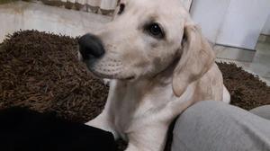 Labrador Cachorro