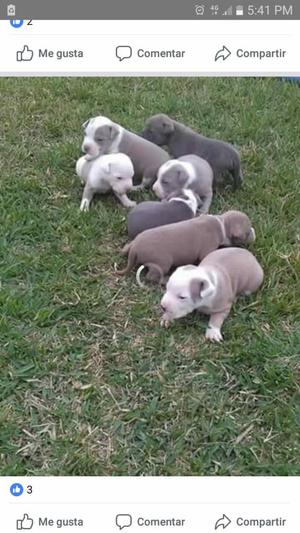 Vendo Cachorros Pitbull Fusión