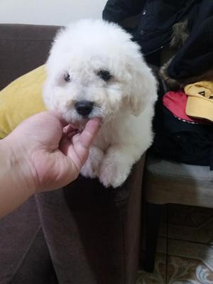 Bichon Frise