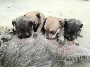 CACHORROS SCHNAUZER