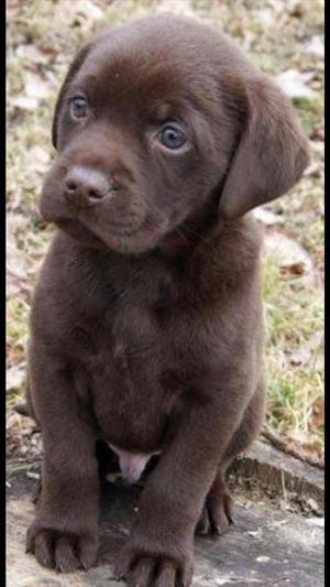 Cachorro Labrador Chocolate