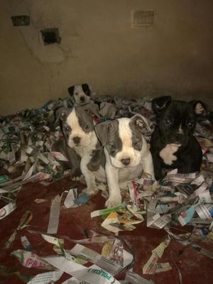 Cachorros American Bully