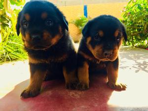 Cachorros Rottweiler 