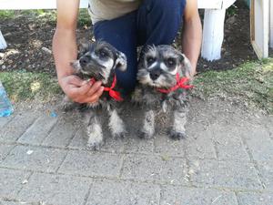 Cachorros Schnauzer