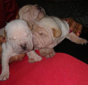 Cachorros sharpei