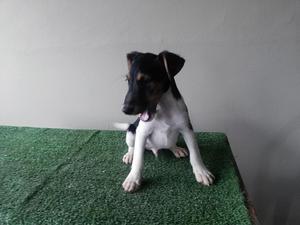 Fox Terrier en Adopcion