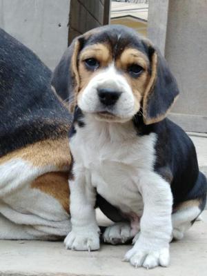 Hermoso Bebe Beagle Machito