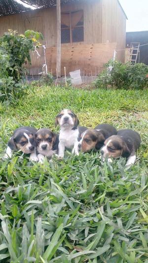 Hermosos Cachorros Beagle Tricolor