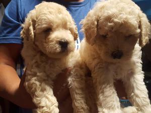 PERRITAS POODLE EN VENTA