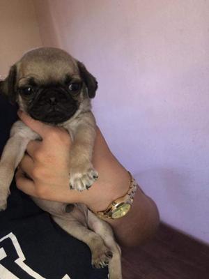 Pug Carlino