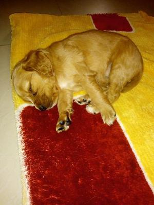 SE VENDE CACHORRO COKER SPANIEL 200